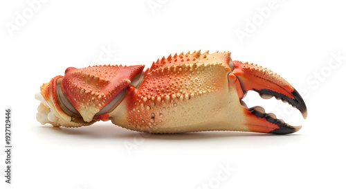Close-up view of a freshly cooked blue swimming crab on a plain background