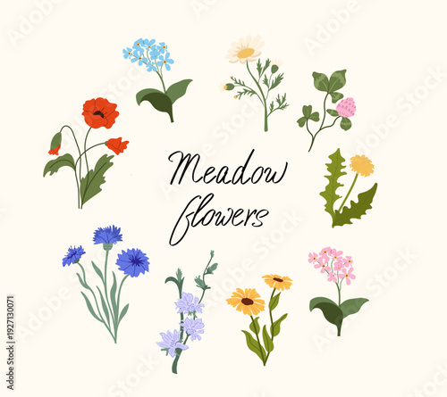 Set of meadow flowers and wild herbs isolated on beige background. Poppy, chamomile, cornflower, clover, dandelion, forget-me-nots. Botanical illustration for greeting cards, herbal medicine packaging
