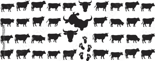 Black cow and bull silhouettes collection isolated on white background, farm animal livestock set with cattle heads and hoof prints.