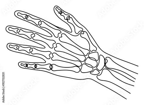 One line drawing of a human skeleton hand bones anatomy showing fingers and wrist