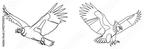Minimalist one line art illustration of powerful birds of prey flying in the sky