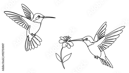 Beautiful continuous line drawing of hummingbirds hovering near a flower to drink nectar