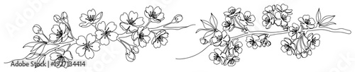 Beautiful line art illustration of blooming cherry blossom sakura flower branches