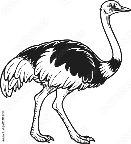 An illustration of an ostrich, depicted in black and white, against a stark white background. The ostrich is positioned on the right side of the frame, facing left in a full-body profile view. It has 