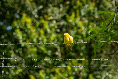 Small yellow Saffron Finch perched on a barbed wire fence in rural Minas Gerais