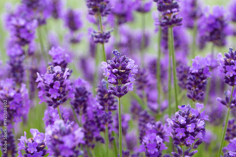 Obraz premium Closeup of delicate, fragrant, purple lavender patch in summer 