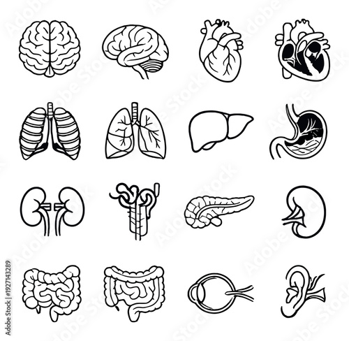 Assorted organ illustrations displayed in grid on gray background