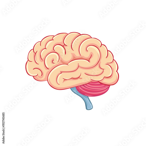 Human brain illustration. Depicting the intricate structure of the human brain, showcasing its essential components 