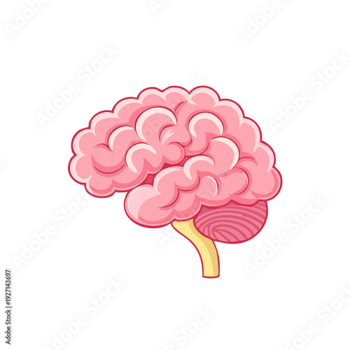An illustration of the human brain, showcasing its intricate structure