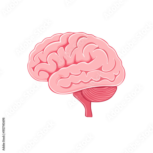 Anatomy of a human brain, illustration of the organ