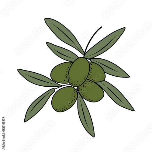 Olive branch with green fruits isolated on white background. Natural botanical element for food design, organic branding and Mediterranean projects.