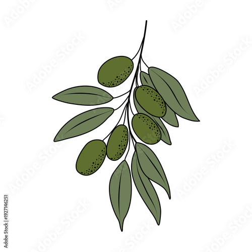 Green olive branch illustration. Natural fruit foliage element for culinary design, branding and Mediterranean visuals.