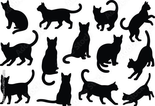 Energetic band silhouette, live music performance, rock concert stage, guitarist, vocalist, drummer, dynamic show, entertainment, audience excitement, nightlife, festival