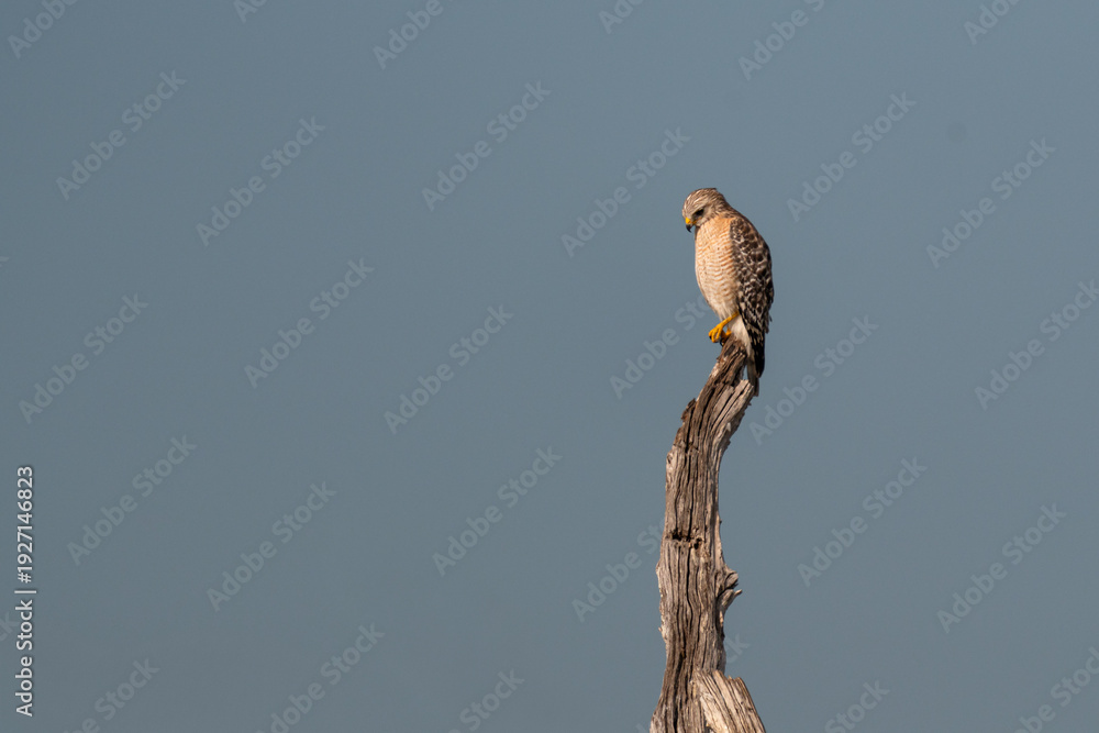 Fototapeta premium Red-shouldered Hawk perched on dead tree snag with copy space in the Everglades, Florida