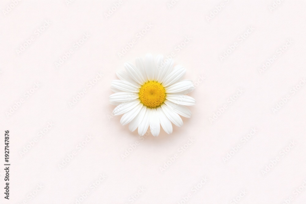 Obraz premium Fresh Daisy on Pale Blush Background, Ultra-Clean Composition Seasonal Greeting Card Template