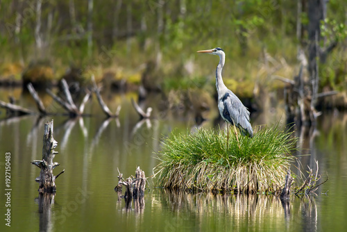 Graureiher (Ardea cinerea) steht auf einem Grasbüschel im See einer Moorlandschaft - Schwenninger Moos, Villingen-Schwenningen, Deutschland