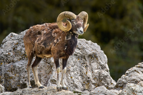 Fellwechsel beim Europäischen Mufflon (Ovis gmelini musimon) Widder steht im Frühling auf hellen Felsen