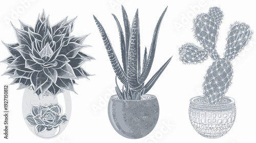 A grayscale illustration features three potted succulents of different varieties. Botanical aesthetic