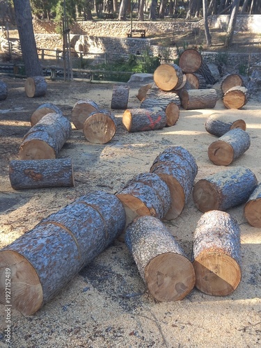 Log Bucking of Pine Tree