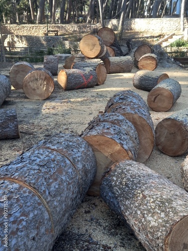 Log Bucking of Pine Tree