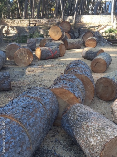 Log Bucking of Pine Tree