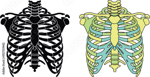 Anatomical illustration of a ribcage presented in both black silhouette and colorful versions on transparent background high quality professional detailed modern