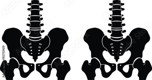 Anatomical illustration of two human pelvic bones and spinal columns in a black silhouette on transparent background high quality professional detailed
