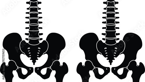 Anatomical illustration depicting paired human spinal columns and pelvic bones in a black silhouette on transparent background high quality professional detailed