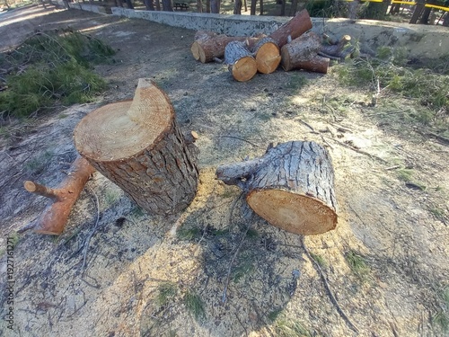 Log Bucking of Pine Tree