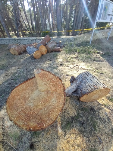 Log Bucking of Pine Tree