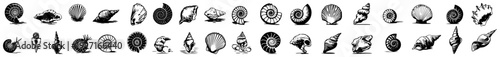 Large collection of vintage sea shells and marine snail illustrations