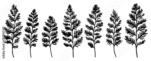 Set of detailed black fern leaf silhouettes and botanical branches