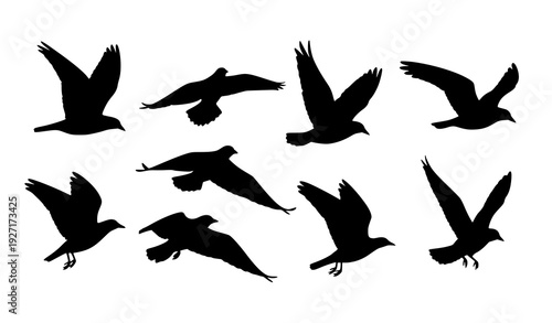 Flying Bird Silhouette Flock Set Flat Vector Avian Wildlife Motion Illustration