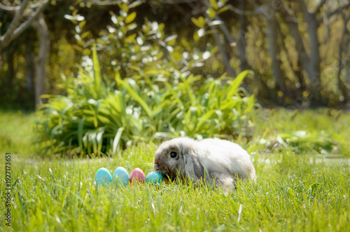 Easter eggs hiding in the grass with rabbit