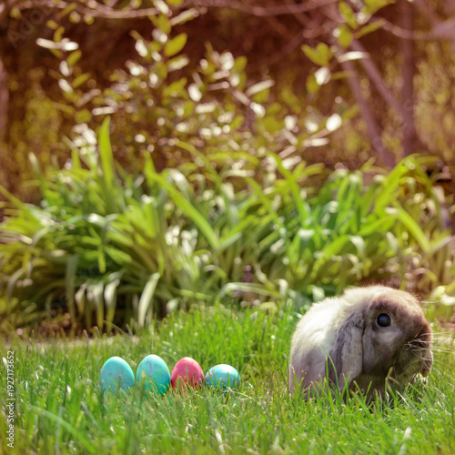 Easter eggs hiding in the grass with rabbit