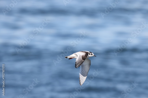 Tableau sur toile The little gull (Hydrocoloeus minutus) is a species of gull belonging to the family Laridae which is mainly found in the Palearctic