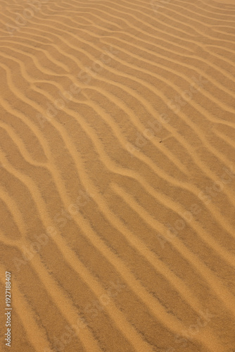 Abstract Texture of Wind-Swept Sand Ripples in the Golden Desert