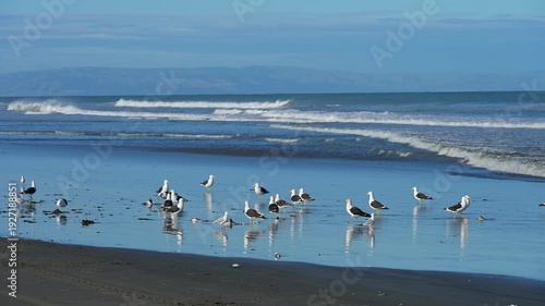 Möwen tummeln sich am Ufer vor gelassenem Küstenpanorama, Spencer Park Beach, Spencerville, Christchurch, Neuseeland Südinsel, Neuseeland, Ozeanien