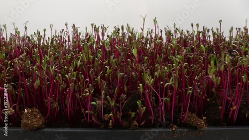 Super time lapse of red beets germination and growing sprouts in small layer of soil while indoor gardening or cultivate microgreens in controlled lighting conditions