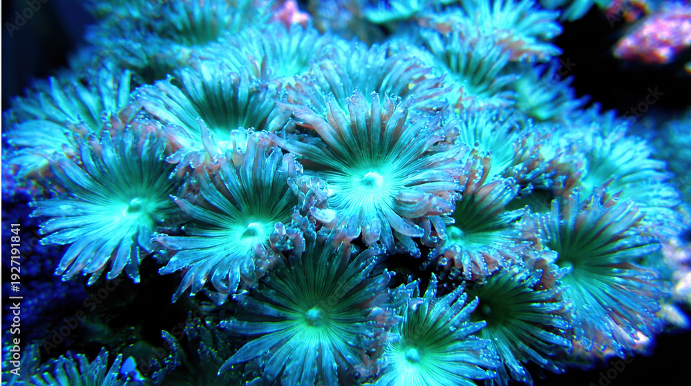 Fototapeta premium Close-up of colorful coral polyps in a marine environment