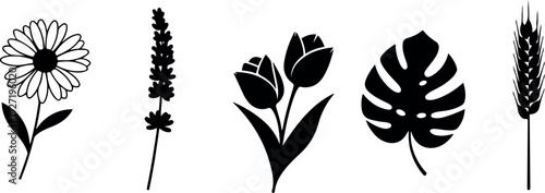 wheat ears isolated on white background