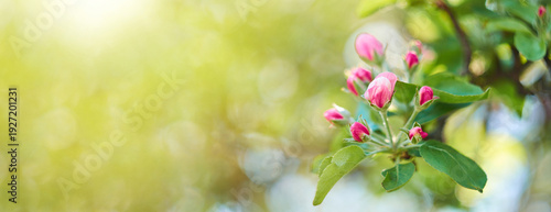 Banner of Pink apple blossom buds with green leaves in warm sunlight, soft spring background with bokeh and copy space