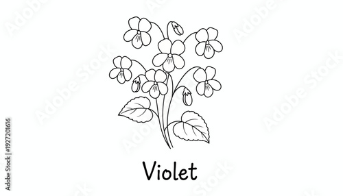 Violet plant illustration vector drawing, botanical flower sketch, heart shaped leaves, five petal blossoms, black and white line art, educational floral design, decorative nature inspired vector artw