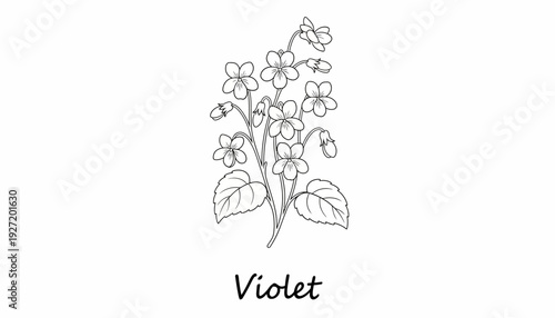 Violet plant illustration vector drawing, botanical flower sketch, heart shaped leaves, five petal blossoms, black and white line art, educational floral design, decorative nature inspired vector artw