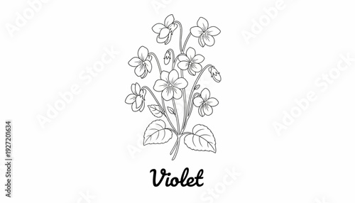Violet plant illustration vector drawing, botanical flower sketch, heart shaped leaves, five petal blossoms, black and white line art, educational floral design, decorative nature inspired vector artw