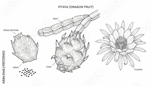 Dragon Fruit Vector Illustration | Botanical Line Drawing | Tropical Pitaya Plant Sketch | Black and White Fruit Anatomy | Educational Vector Artwork for Agriculture Studies
