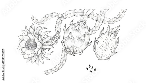 Dragon Fruit Vector Illustration | Botanical Line Drawing | Tropical Pitaya Plant Sketch | Black and White Fruit Anatomy | Educational Vector Artwork for Agriculture Studies