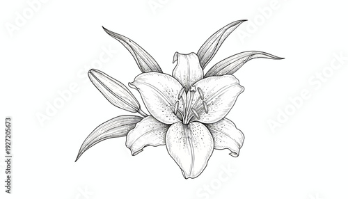 Elegant Lily Flower Vector Illustration | Black and White Botanical Sketch | Detailed Floral Drawing | Nature Art Design | Decorative Vector Artwork for Branding