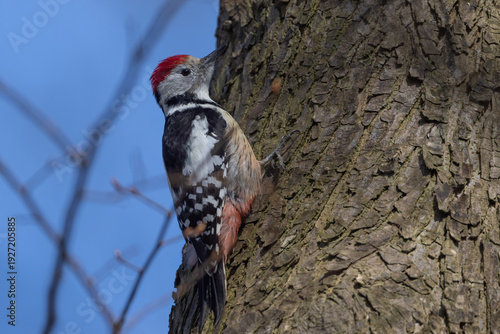 Middle spotted woodpecker (Leiopicus medius)