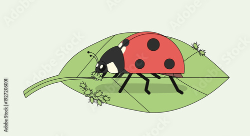 Vector flat illustration of a red ladybug eating green aphids on a leaf in a garden scene; pest control and natural predation